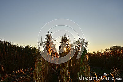 Sun rises behind yellow corn field in Autumn Stock Photo