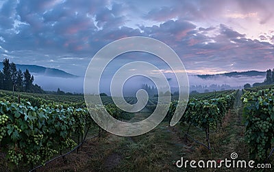 The sun rises, revealing a vineyard shrouded in fog, highlighting the ethereal beauty of the grape-producing fields. Stock Photo