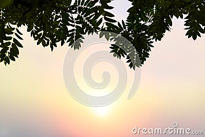Sun rising on a foggy morning behind the leaves Stock Photo