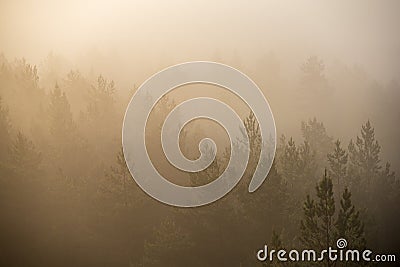 sun rising in mist covered forest Stock Photo