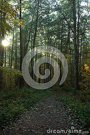 The sun`s rays break through the crowns of trees in the autumn deciduous forest Stock Photo