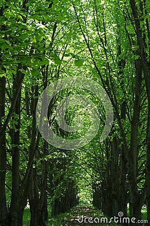 Botanical GardenTunnel of trees Stock Photo