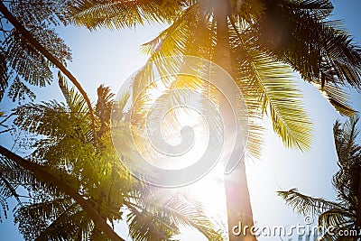 The sun rays shine directly into the camera through the green leaves and branches of tall tropical palm trees. Against the Stock Photo