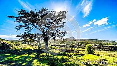 Sun setting behind a large tree in Cape of Good Hope Nature Reserve Stock Photo