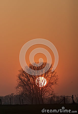 Sun setting behind a willow in Flanders, Belgium. Stock Photo