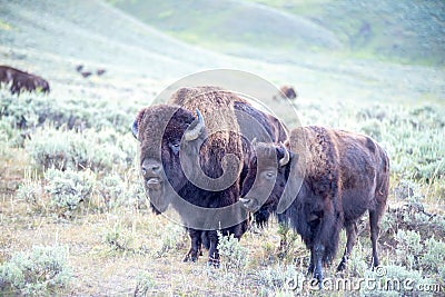 The sun setting over the Lamar Valley near the northeast entrance of Yellowstone National Park in Wyoming Stock Photo