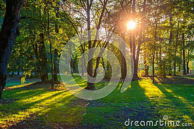 Sun shine through trees Stock Photo