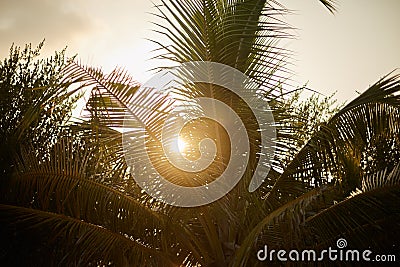 Sun shines through coconut palm trees with sun flares Stock Photo