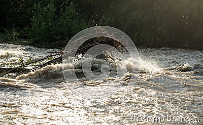 Sun shines on dirty flood water flowing rapidly in river, taking some small trees with roots Stock Photo