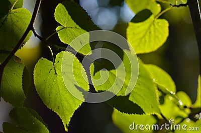 The sun shines through the leaves. Stock Photo