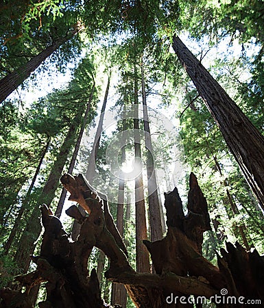 The sun shines between massive redwoods in Montgomery Woods Stock Photo