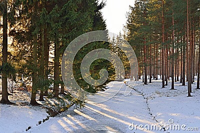 The sun shines through the pine grove on the shore of the pond i Stock Photo