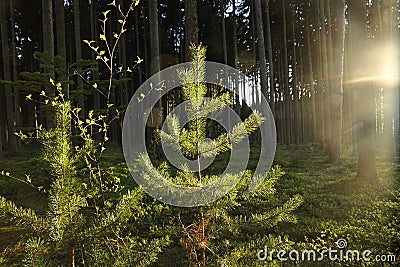 Sun shines on pine Stock Photo