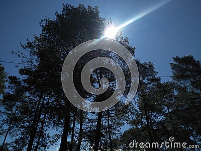 the sun shines through the tall pine trees Stock Photo