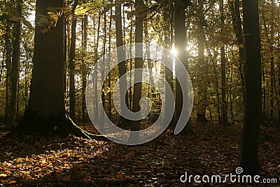 Sun shining through the autumn leaves in beautiful deciduous forest Stock Photo