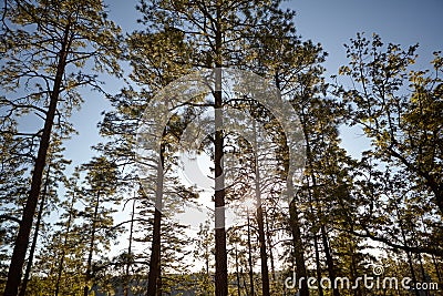 Sun shining through canopy of tall trees in forest Stock Photo