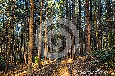 Sun shining through the conifer trees Stock Photo