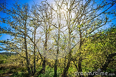 Sun is shining through cypres trees near muir woods california Stock Photo