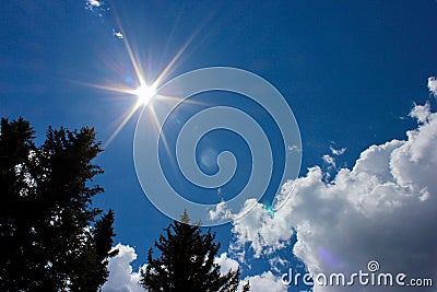 Sun shining down on pine trees Stock Photo