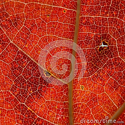 Sun shining through a fall colored leaf in forest Stock Photo