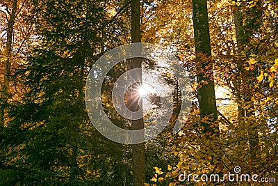 Sun Shining Through Forest Trees Foliage in Autumn Stock Photo