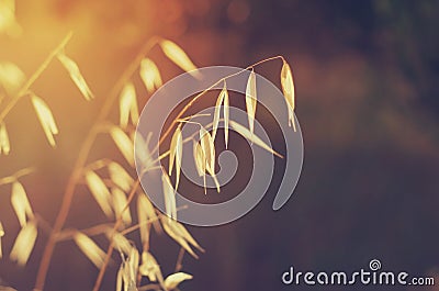 The sun shining through the grass. Wild oats. Avena fatua. Stock Photo