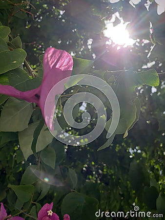 Sun shining through the leafs and pink flower peddles on a tree Stock Photo