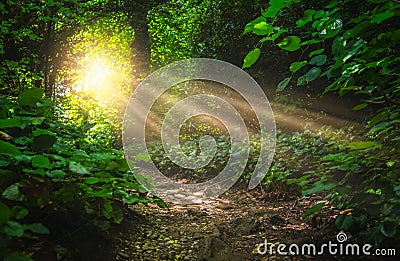 Sun shining on a path trough a magical forest Stock Photo