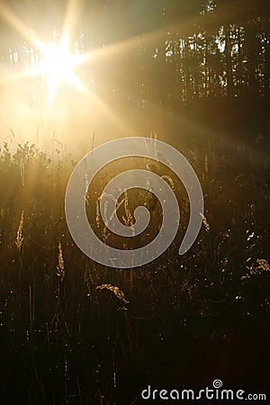 Sun shining through pine wood Stock Photo