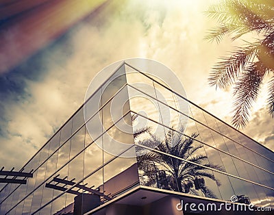 Sun shining on window of office with palm tree reflecting in glass Stock Photo