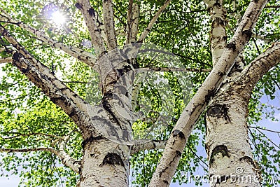 Sun Sparkles Through Leaves of Birch Tree Stock Photo