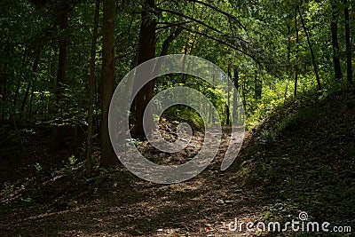 A sun-speckled forest path in a deep dark woods Stock Photo