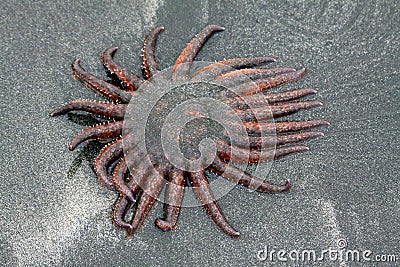 Sun Starfish Arms Moving on an Oregon Beach Stock Photo