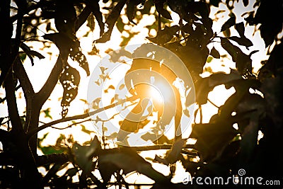 Sun and the tree, sun shining through trees branches Stock Photo