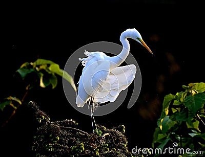 Dancing egret bird Stock Photo