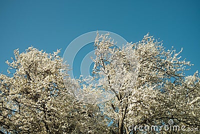 White trees and blue skies Stock Photo