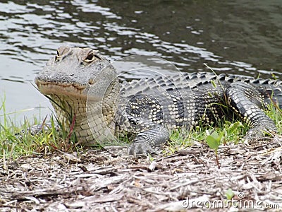 Sunbathing alongside an alligator Stock Photo