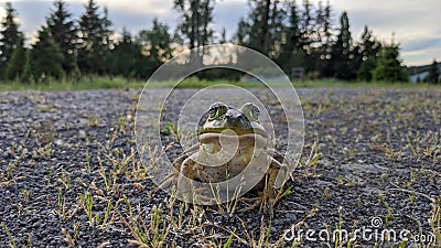 Sunbathing Frog In Gravel Driveway Away From Any Water Stock Photo