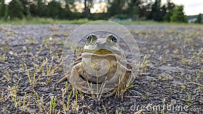 Sunbathing Frog In Gravel Driveway Away From Any Water Stock Photo