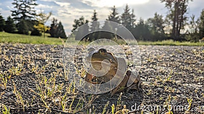 Sunbathing Frog In Gravel Driveway Away From Any Water Stock Photo