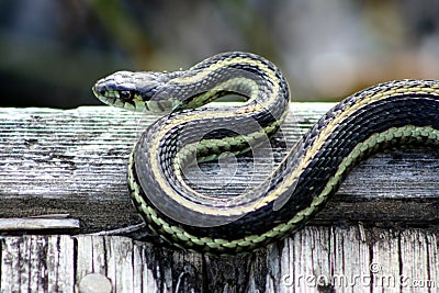 Sunbathing Garter snake Stock Photo