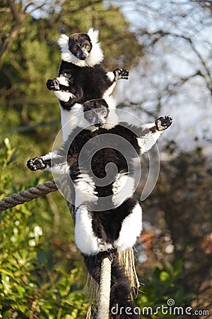 Sunbathing Lemurs Stock Photo