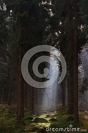 Sunbeam in dark pine forest lightens up moss on soil Stock Photo