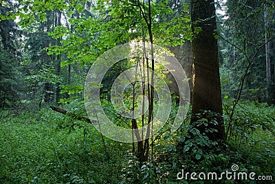 Sunbeam entering rich forest in misty evening Stock Photo