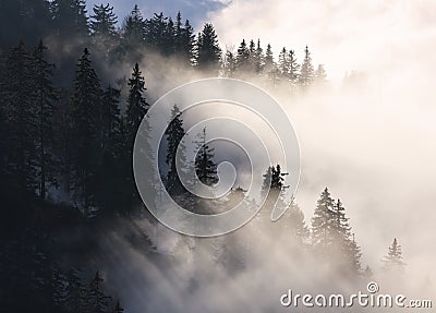 Sunbeam over pine trees - abstract landscape with rays Stock Photo