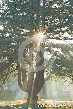 Sunbeam with sun rays shining down from sky through pine tree branches Stock Photo