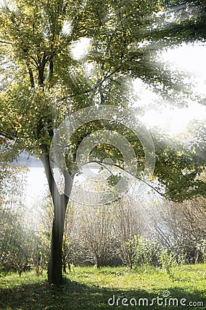 Sunbeam through a Tree Stock Photo