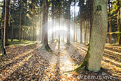 Sunbeams through the autumn forest Stock Photo