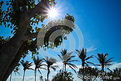 Sunbeams extend over sky and tree trunk with rainbow spots during midday on Florida Keys beach Stock Photo