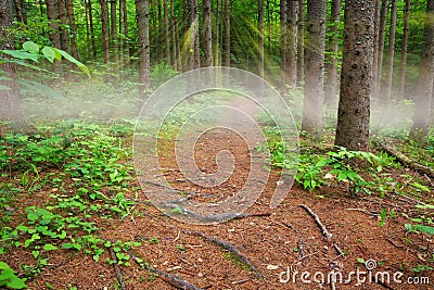 Sunbeams and fog on a path in the woods Stock Photo